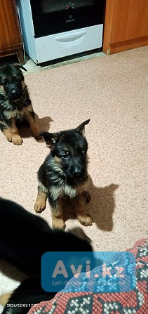 Щенки немкцкой овчарки Шымкент - изображение 1