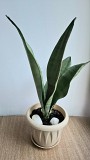 Комнатное растение светлая Сансевиерия Муншайн 30см Алматы