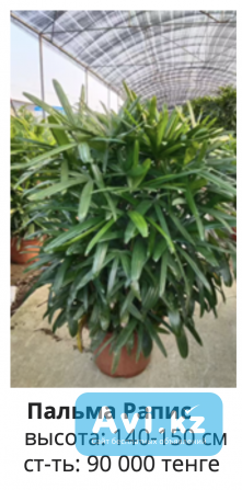 Продам цветы для декора ресторана, новые, срочно Алматы - изображение 1