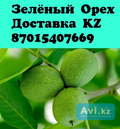 Зеленый орех зелёный грецкий орех купить в алматы зеленый орех алматы зеленый орех доставка Алматы - изображение 1