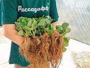 Рассада клубники. Оптом доставка из г.Алматы