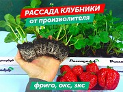 Рассада клубники. Оптом доставка из г.Алматы