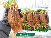 Рассада клубники. Оптом доставка из г.Алматы