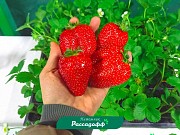 Рассада клубники. Оптом доставка из г.Алматы