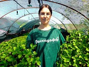 Рассада клубники. Оптом доставка из г.Алматы