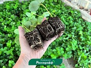 Рассада клубники. Оптом доставка из г.Алматы