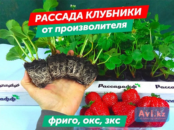 Рассада клубники. Оптом Алматы - изображение 1
