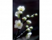 Светофильтр софт, смягчающий, диффузионный для фото и видео съёмки Алматы