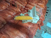 Продажа сладкой кукурузы Астана