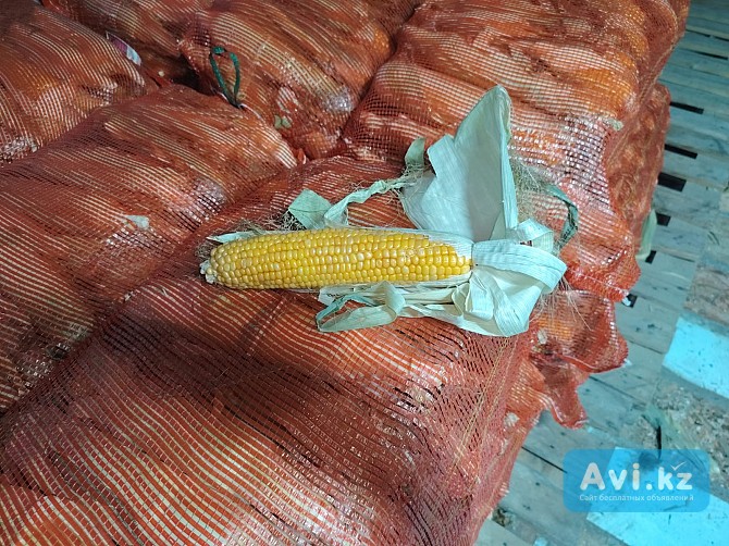 Продажа сладкой кукурузы Астана - изображение 1