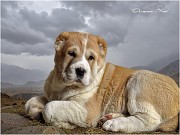 Щенки среднеазиатской овчарки Алматы