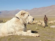 Щенки среднеазиатской овчарки Алматы