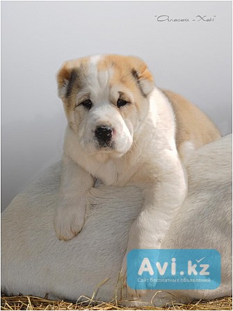 Щенки среднеазиатской овчарки Алматы - изображение 1