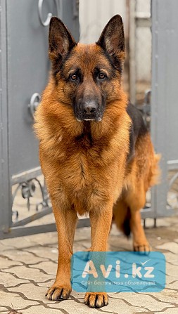 Немки Шымкент - изображение 1