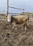 330.000 тг /тайшалар сатылады 5 бас / Продаётся скот 5 голов Павлодар