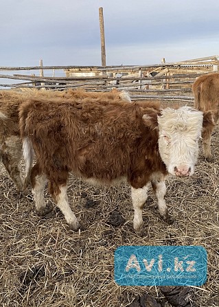 330.000 тг /тайшалар сатылады 5 бас / Продаётся скот 5 голов Павлодар - изображение 1