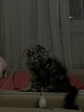 Отдам котенка сибирского Астана