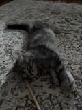 Отдам котенка сибирского Астана