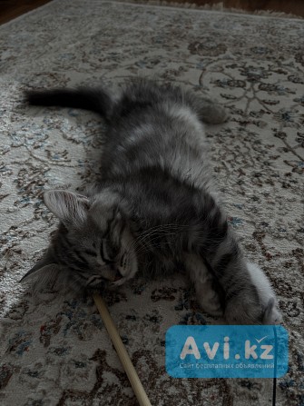 Отдам котенка сибирского Астана - изображение 1