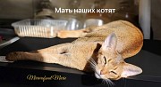 Котята Абиссинской породы Алматы