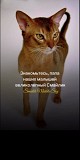 Котята Абиссинской породы Алматы
