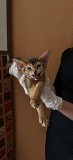 Котята Абиссинской породы Алматы