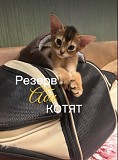 Котята Абиссинской породы Алматы