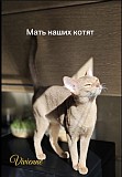 Котята Абиссинской породы Алматы