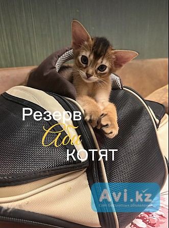 Котята Абиссинской породы Алматы - изображение 1