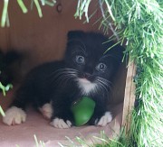 Котики Шотландской прямоухой породы Рудный