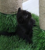 Котики Шотландской прямоухой породы Рудный