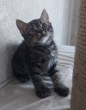 Котёнок Шотландской прямоухой породы Рудный