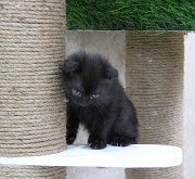 Котики Шотландской прямоухой породы Рудный
