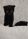 Котики Шотландской прямоухой породы Рудный