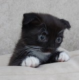 Котики Шотландской прямоухой породы Рудный
