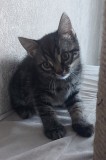 Котёнок Шотландской прямоухой породы Рудный