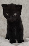 Котики Шотландской прямоухой породы Рудный