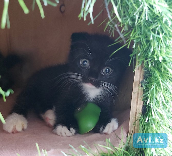 Котики Шотландской прямоухой породы Рудный - изображение 1