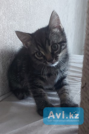 Котёнок Шотландской прямоухой породы Рудный - изображение 1