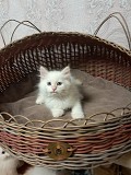 Котик невский маскарадный Другой город России