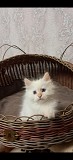 Котик невский маскарадный Другой город России