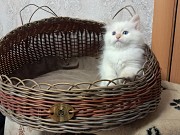 Котик невский маскарадный Другой город России