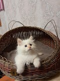 Котик невский маскарадный Другой город России