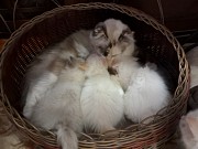 Котик невский маскарадный Другой город России