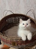 Котик невский маскарадный Другой город России