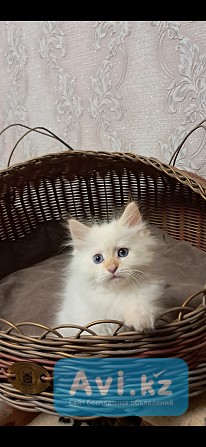 Котик невский маскарадный Другой город России - изображение 1
