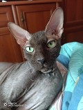 Отдадим кота Бесплатно Алматы