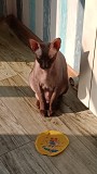 Отдадим кота Бесплатно Алматы