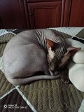 Отдадим кота Бесплатно Алматы
