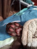Отдадим кота Бесплатно Алматы
